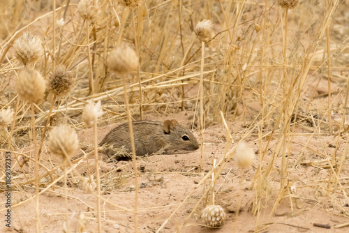 Rhabdomys pumilio, the Four-striped mouse eating winter seeds in Kgalagadi Reserve