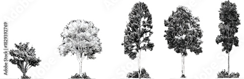 Five detailed black and white illustrations of trees of varying heights and shapes on a white background