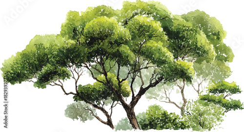 Lush green canopy of trees with textured bark and branches nature foliage