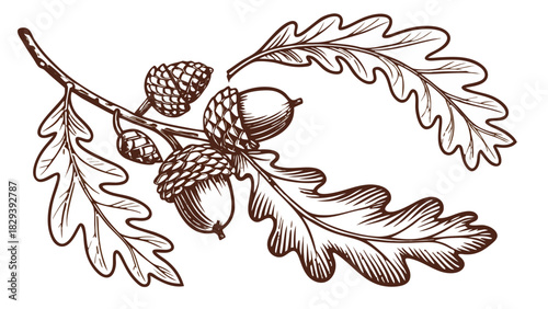 Detailed Hand-Drawn Sketch of Oak Branch with Acorns and Leaves Vector, A detailed, vintage-style hand-drawn sketch illustration of an oak tree branch featuring several large oak leaves and clusters 