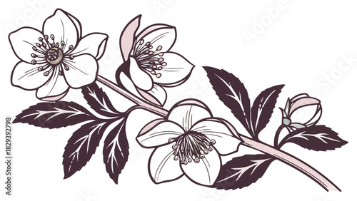 Hand-Drawn Hellebore "Christmas Rose" Flowers on Branch Vector, A hand-drawn illustration of a branch with several open hellebore flowers, also known as Christmas roses, and one bud, with dark leaves.