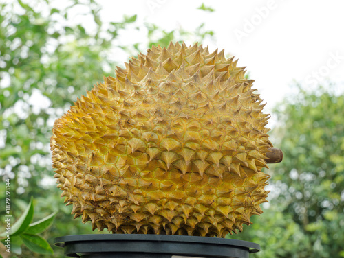 Canvastavla Fresh Golden Durian Fruit with Spiky Shell - Thailand's King of Fruits