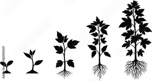 Black and White Illustration of Five Plant Growth Stages from Sprout to Mature Plant for Botanical, Educational, and Lifecycle Themes