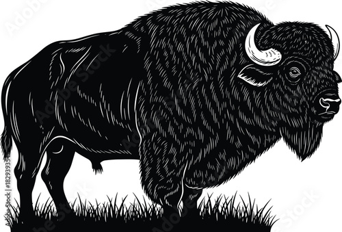 Majestic American Bison or Buffalo Standing on Grass Vector Silhouette Illustration, Detailed Engraving Style Black and White Vintage Artwork for CAD Drawing and flat vector designs.Majestic 