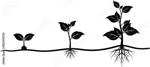 Black and White Silhouette of Plant Growth Stages from Seedling to Mature Rooted Plant for Botanical and Educational Use