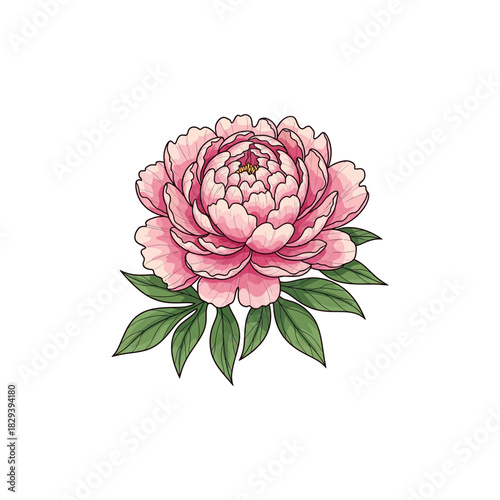 Elegant Pink Peony Flower Illustration A Beautiful Bloom with Delicate Green Leaves