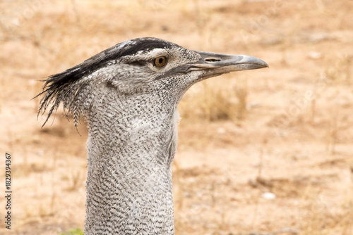 Kori Bustard, walking down the Auob river bed looking for insects and other prey items.