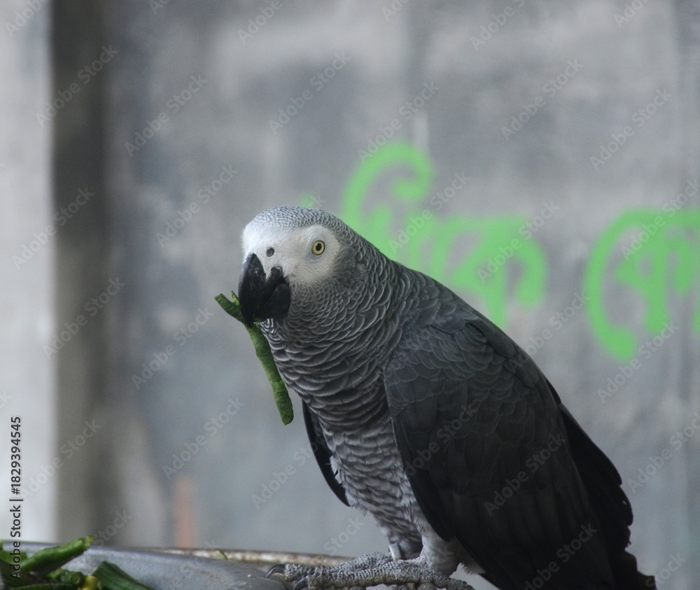 Fototapeta premium Close-up detailed portrait of an African Grey Parrot, showing its textured grey feathers, curved black beak, and bright yellow eye. High-resolution wildlife image suitable for nature, pet, and bird-re