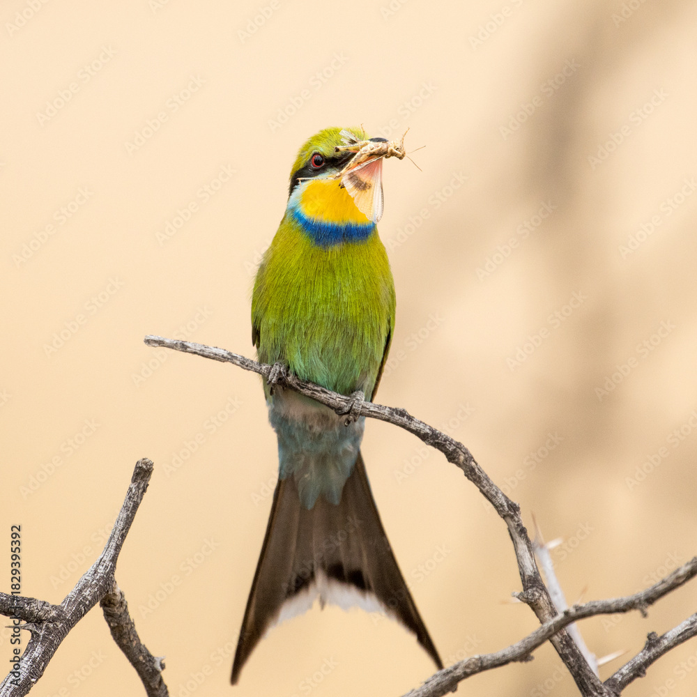 Obraz premium Sqwallow-tailed bee-eater in the Kgalagadi, South Africa. The insect is used as partof the courtship display.