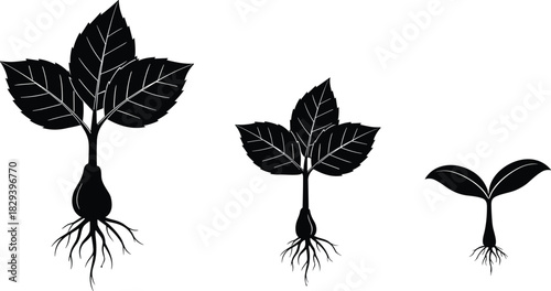 Silhouette Illustration of Plant Growth Stages from Seedling to Mature Rooted Plant for Educational, Agricultural, and Botanical Concepts