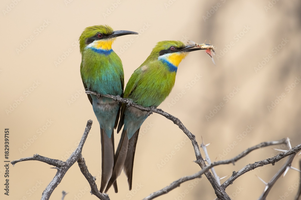 Obraz premium Sqwallow-tailed bee-eater in the Kgalagadi, South Africa. The insect is used as partof the courtship display.