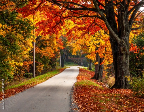 An asphalt road winds through autumn foliage, framed by trees with vibrant red and yellow leaves