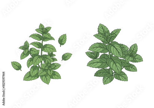 Botanical illustration of fresh green spearmint and mint sprigs with leaves, isolated on a white background for culinary concepts