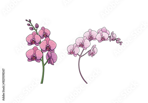 A delicate set of two beautifully illustrated pink and purple orchid flower sprigs, isolated on a white background for botanical design