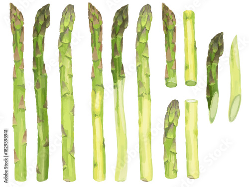 アスパラガスのベクターイラストセット(丸ごと・下処理皮剥き・カット)