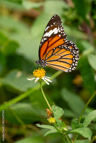 Common Tiger butterfly - Danaus genutia, beautiful common butterfly native to the meadows and grasslands of South and Southeast Asia, Vietnam.