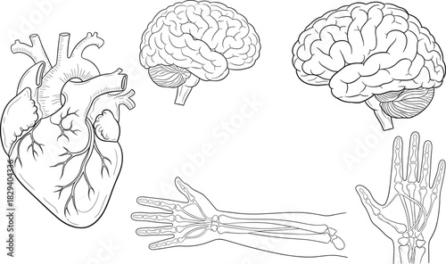 Human anatomy line art set, heart, brain, hand bones, skeleton, outline drawing, medical sketch, vector illustration