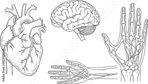 Hand drawn human anatomy, heart, brain, skeleton, arm bones, medical sketch, outline diagram, vector illustration