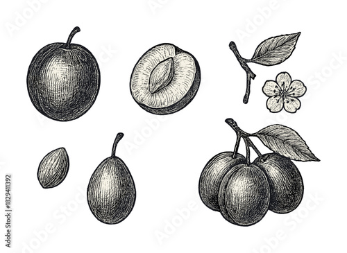Vintage botanical illustration of plums with blossoms and leaves