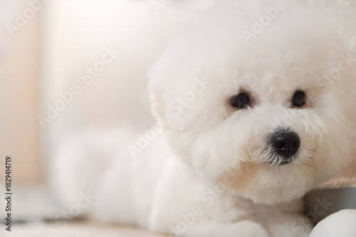 Fluffy Bichon Frise Portrait in Soft Indoor Light | Cute White Toy Dog with Round Face

SEO Tags (50)