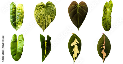 Assortment of Various Beautifully Patterned Houseplant Leaves on a White Background