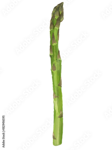 濃い緑のアスパラガス ベクターイラスト 丸ごと