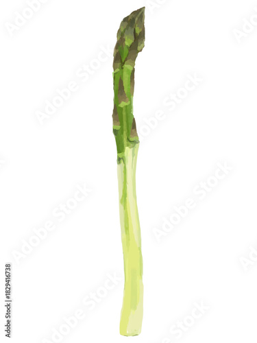 アスパラガスのベクターイラスト(濃い緑 料理素材 下処理済み)