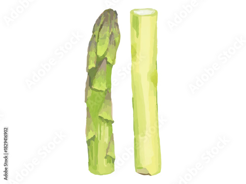 黄緑色アスパラガス ベクターイラスト カット 料理素材