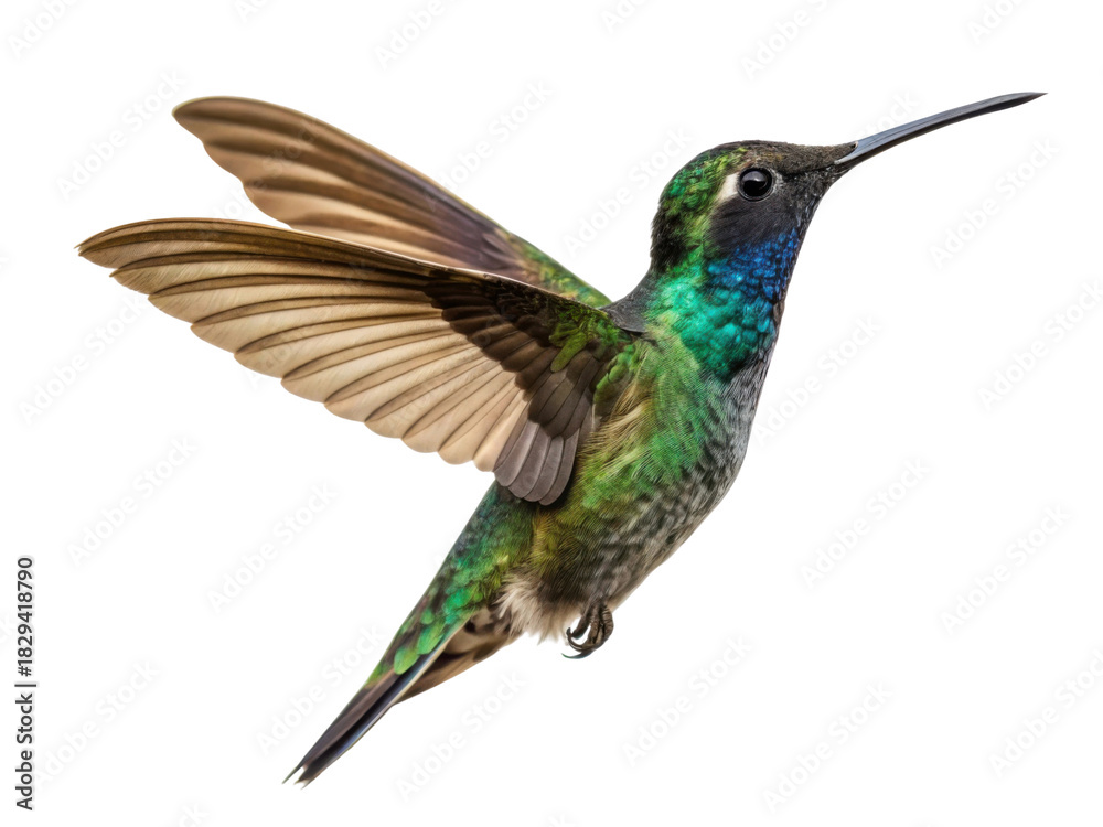 Obraz premium Graceful green hummingbird flying mid air, beautiful iridescent bird with wings spread. Isolated wildlife on transparent background