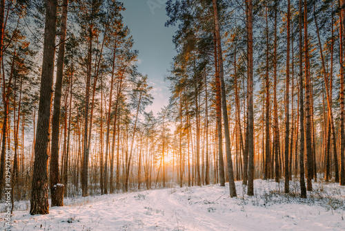 Sunset Sunrise Sun Sunshine In Sunny Winter Snowy Coniferous Forest. Sunlight Through Woods In Winter Forest Landscape.