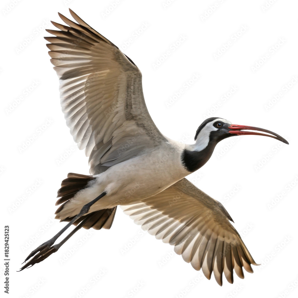 Fototapeta premium Majestic ibis bird flying with spread wing. Graceful wildlife animal in motion isolated on transparent background. Avian symbol of freedom