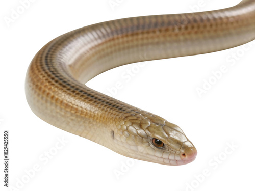 Curious brown slow worm, legless lizard reptile. Calm wildlife animal in close up portrait, isolated on transparency background