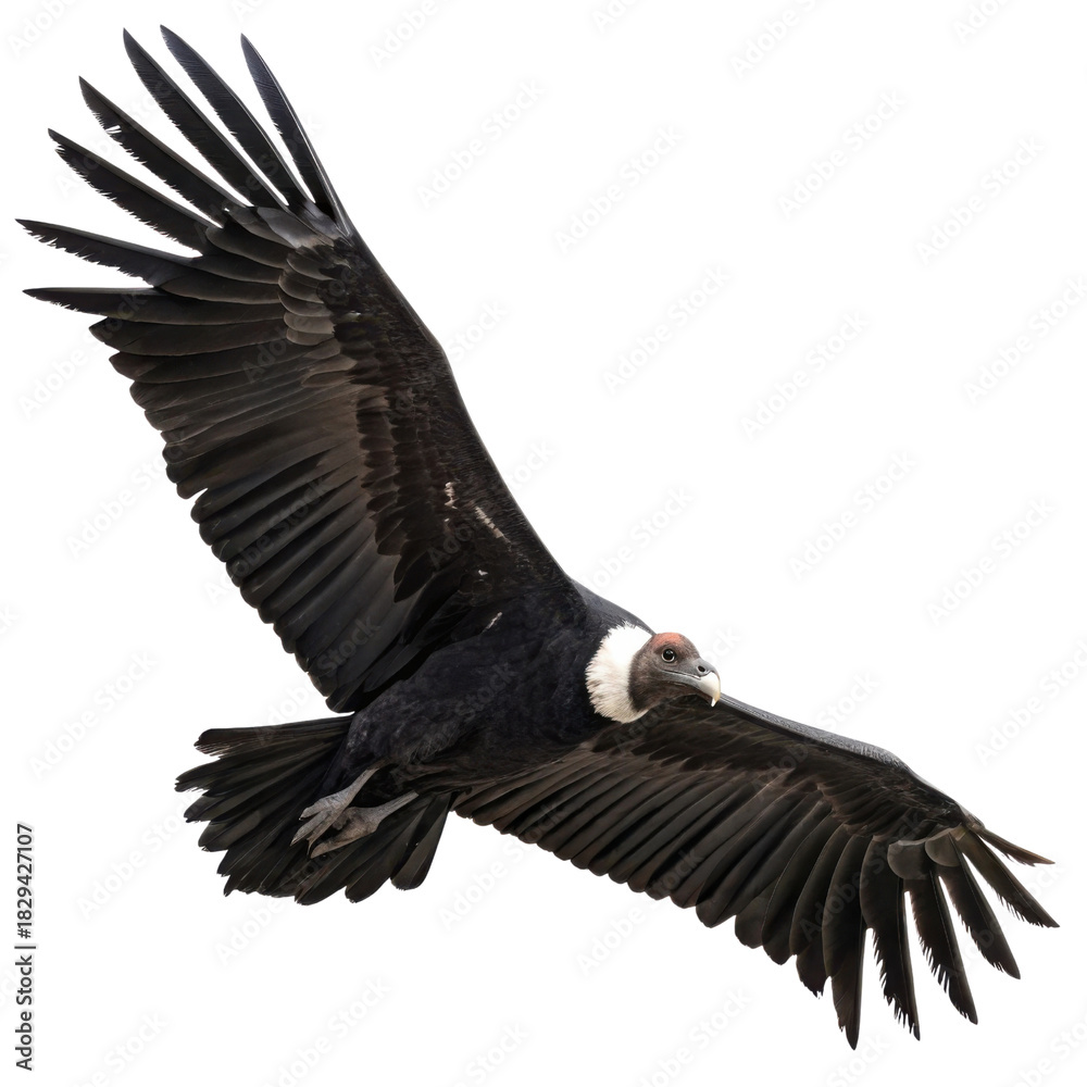 Obraz premium Majestic Andean condor flying, large bird of prey predator isolated. powerful wildlife animal soaring with an impressive wingspan, focused