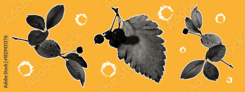 An autumn collage of leaves and berries. Fragments of dried leaves cut from old paper for scrapbook decoration. A vintage plant silhouette cut from a magazine with rough edges. Vector halftone collage