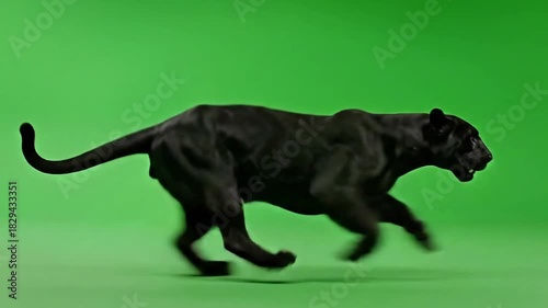 Black Panther Running Rapidly Across Green Screen Background in Motion Capture Footage
