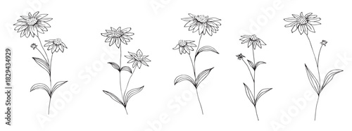 Hand drawn set of echinacea flowers. Flowers and leaves. Medicinal plant, herbal tea ingredient.