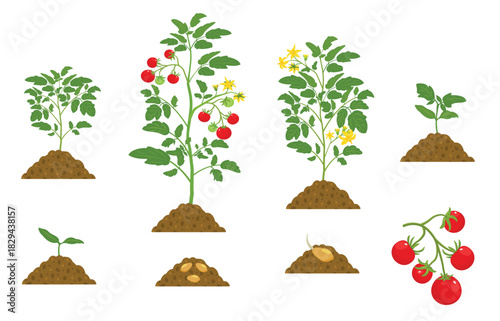 development cycle of tomatoes botanical illustration