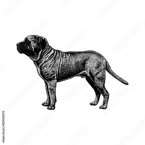 Mastiff dog in a strong side profile stance. The artwork highlights the breed’s massive build, muscular frame, and characteristic wrinkled neck.
