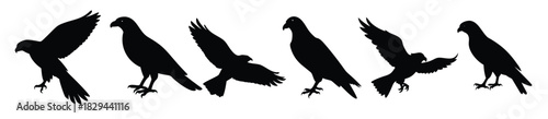 Eagle Hawk Falcon Bird Silhouettes Flying Hunting Vector