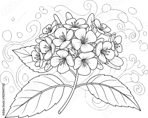 Elegant Heliotrope Flower Outline, Detailed Floral Illustration