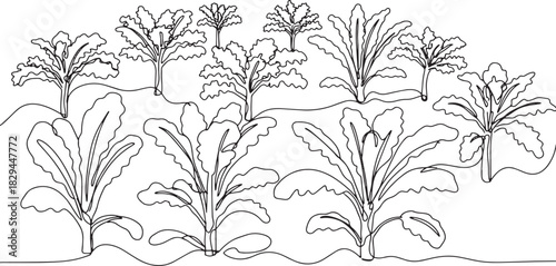 Monochrome Line Drawing of Kale Plantation Field with Young Tree