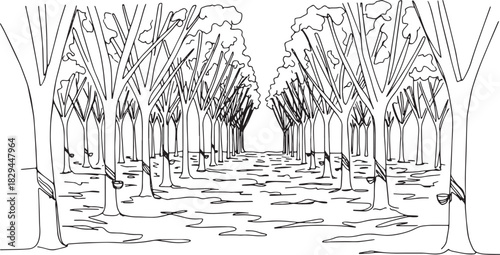 Monochrome rubber plantation scenery illustration with tapped tr