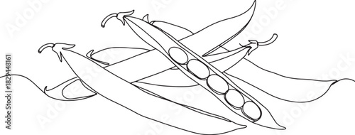 Elegant monochrome illustration of fresh green bean pods in a mi