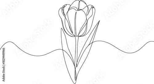 Elegant tulip flower illustration in continuous line art on clea