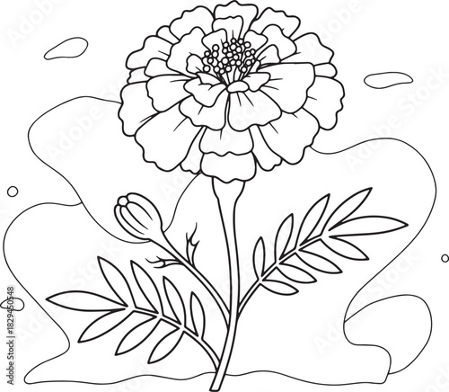 Elegant marigold flower illustration for coloring books and bota