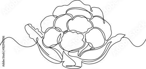 Elegant one-line drawing of cauliflower against white backdrop f