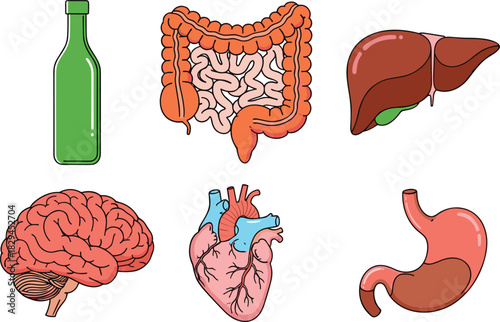 Alcohol's negative effects on human organs, illustrating damage to the brain, heart, liver, stomach, and digestive system anatomy concept.