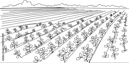 Minimalist Line Art: Cultivated Fields of Oregano Plantation at