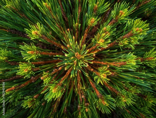 close up of pine needles