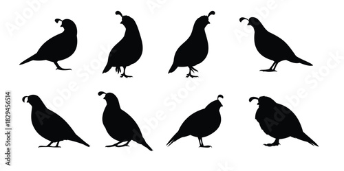 standing quail silhouette vector